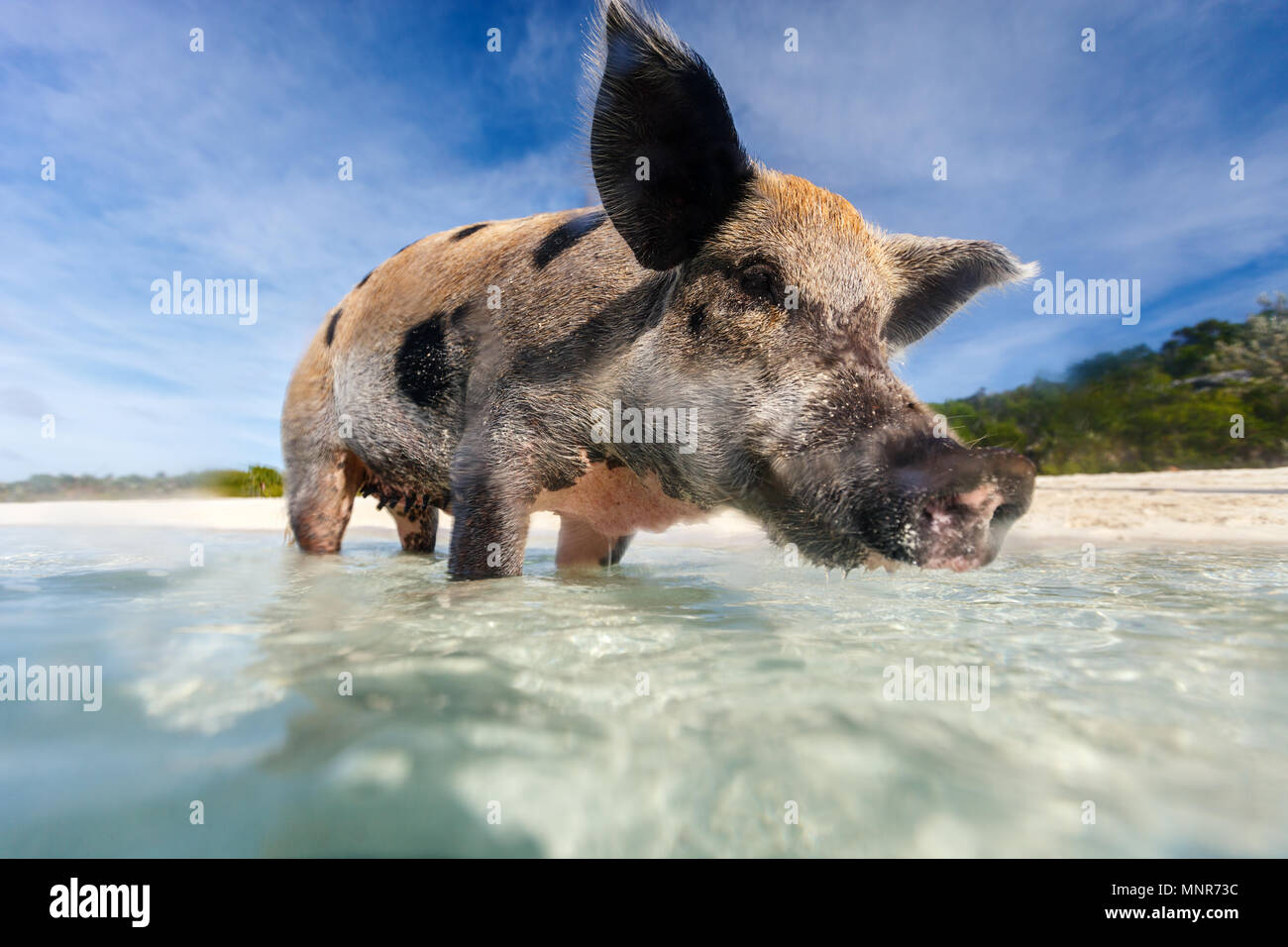 https://c8.alamy.com/comp/MNR73C/swimming-pig-in-a-water-at-beach-on-exuma-island-bahamas-MNR73C.jpg