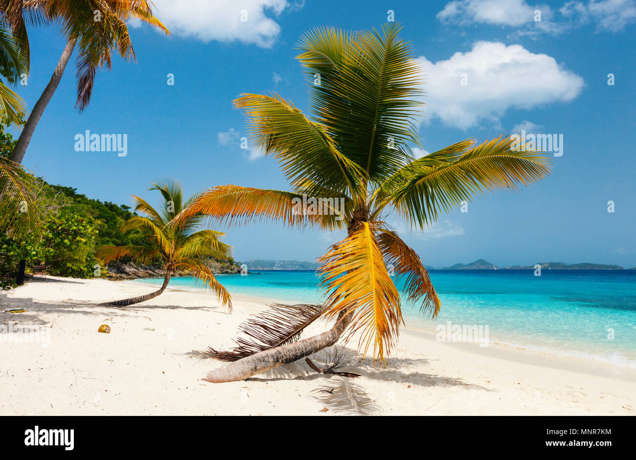Beautiful tropical beach with palm trees, white sand, turquoise ocean water and blue sky on St John, US Virgin Islands in Caribbean Stock Photo