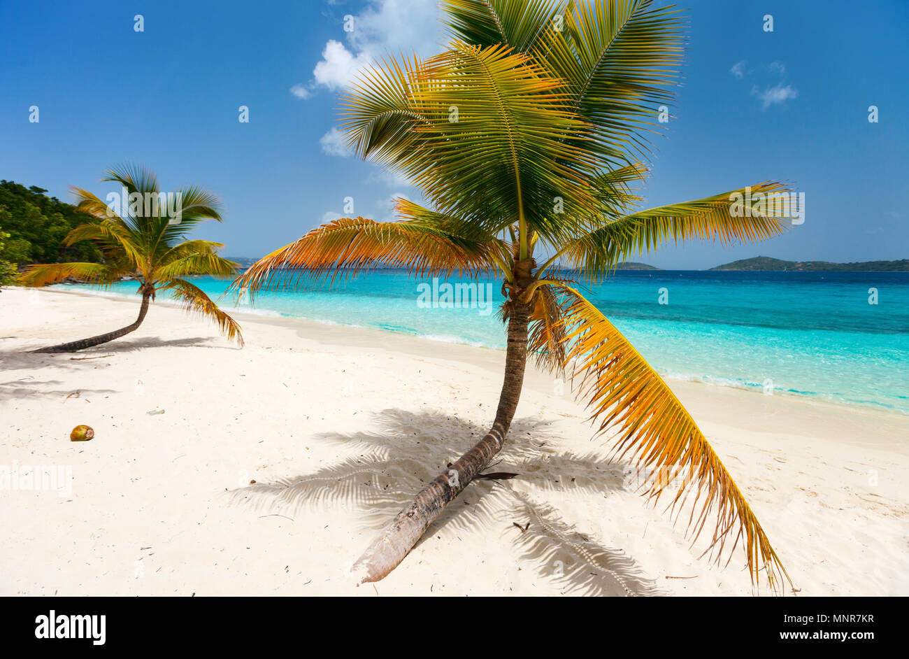 Beautiful tropical beach with palm trees, white sand, turquoise ocean water and blue sky on St John, US Virgin Islands in Caribbean Stock Photo