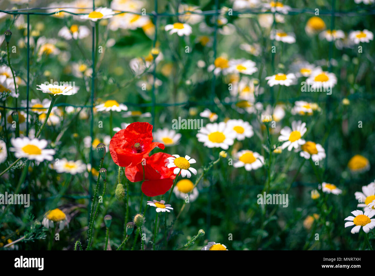 In a field where the daisies are mostly two poppies make their way, horizontal photography with nikon D600, colors red, green and yellow Stock Photo