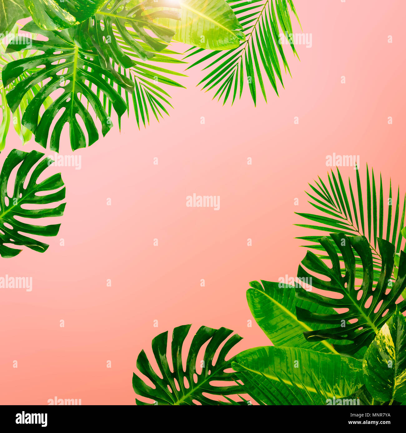 Tropical Green Leaves Frame Over Pastel Pink Background With Copy