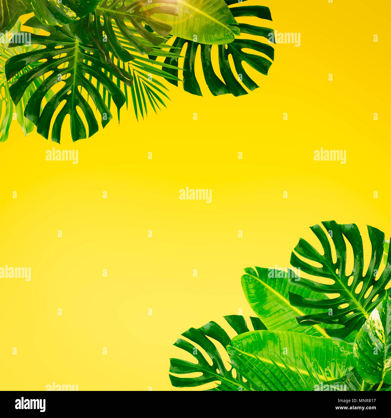 Tropical green leaves frame over pastel plain yellow background with copy  space toned image Stock Photo - Alamy