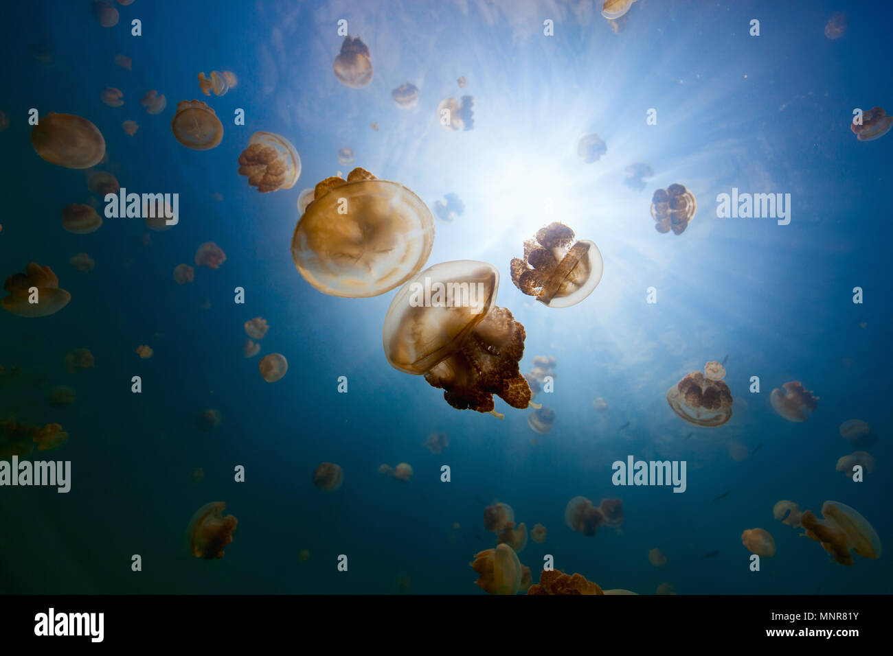 Underwater photo of endemic golden jellyfish in lake at Palau ...