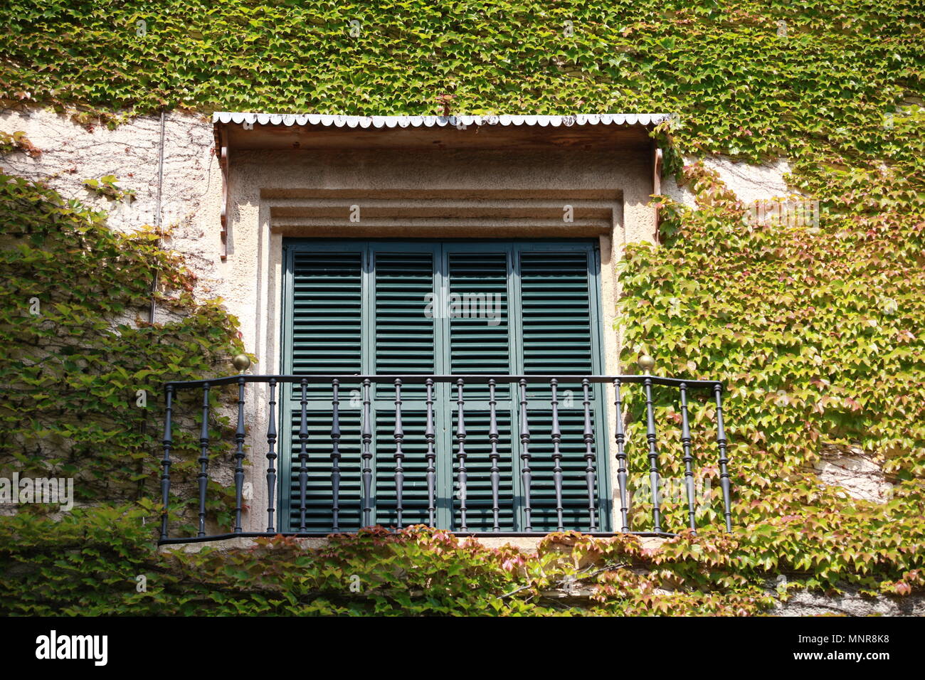 green ivy covered wall with a window Stock Photo - Alamy