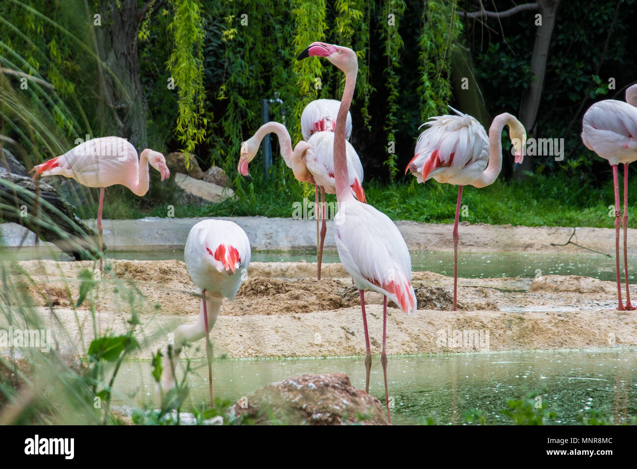 A group of beautiful pink flamingos in a lake Stock Photo