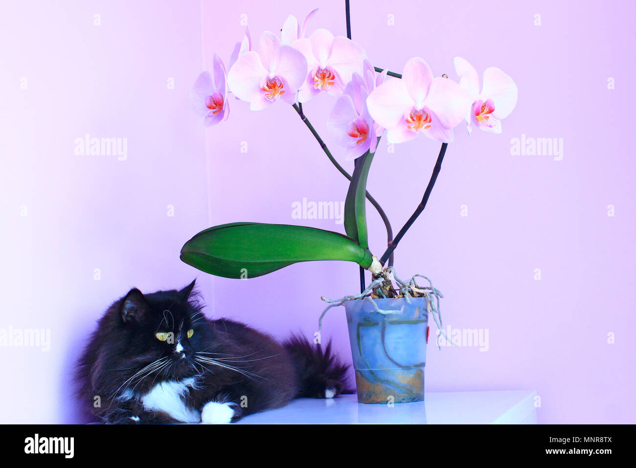 Black Cat Orchid Hi Res Stock Photography And Images Photo Inspiration