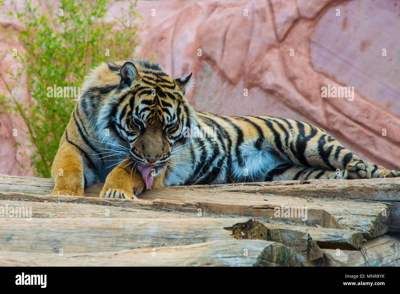 A beautiful sumatran tiger is lying down and taking her bath Stock Photo