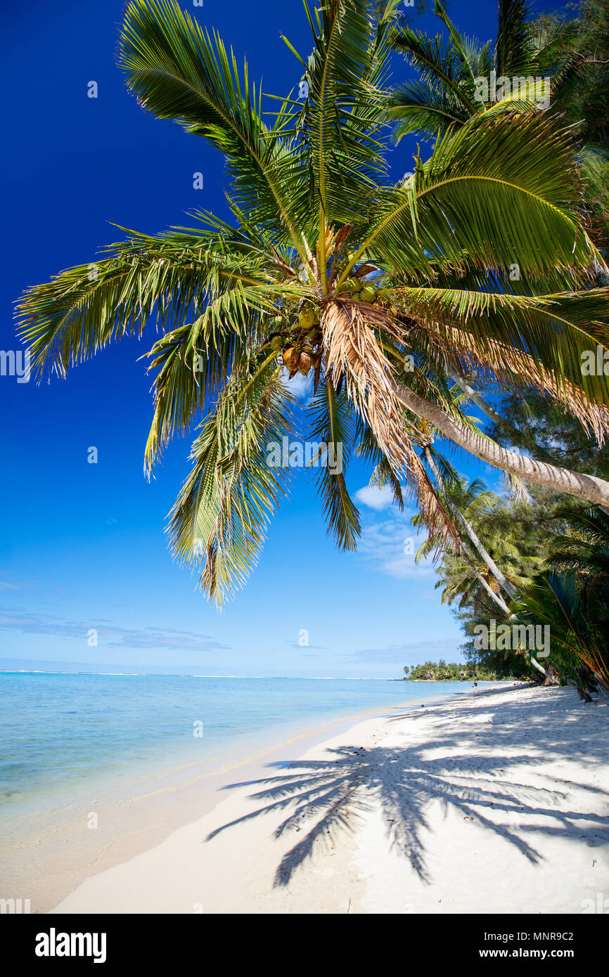 Beautiful tropical beach with palm trees, white sand, turquoise ocean water and blue sky at Cook Islands, South Pacific Stock Photo