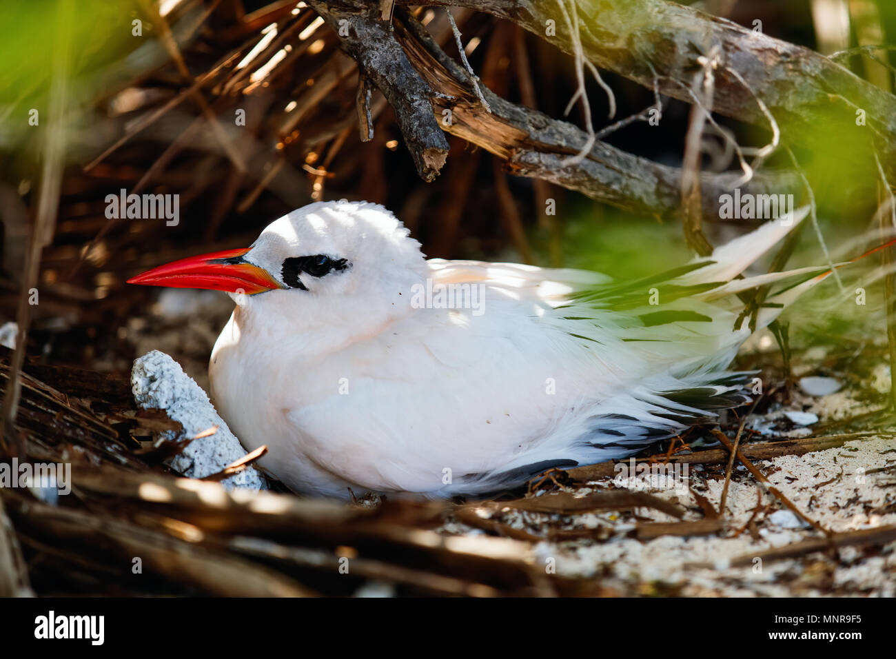 Red-tailed tropicbird nesting on Honeymoon island at Aitutaki, Cook Islands Stock Photo