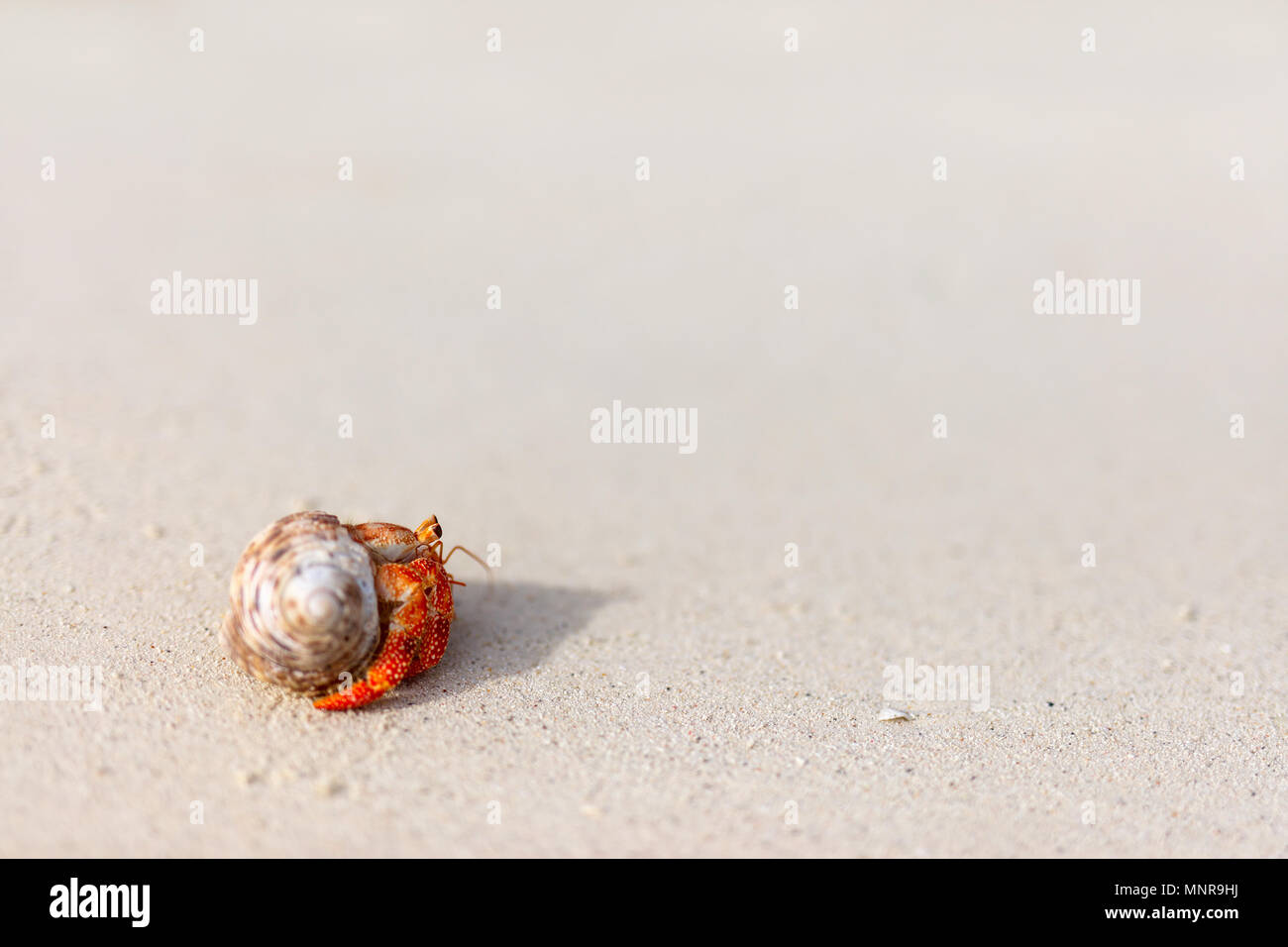 Great Hermit Crab High Resolution Stock Photography and Images - Alamy