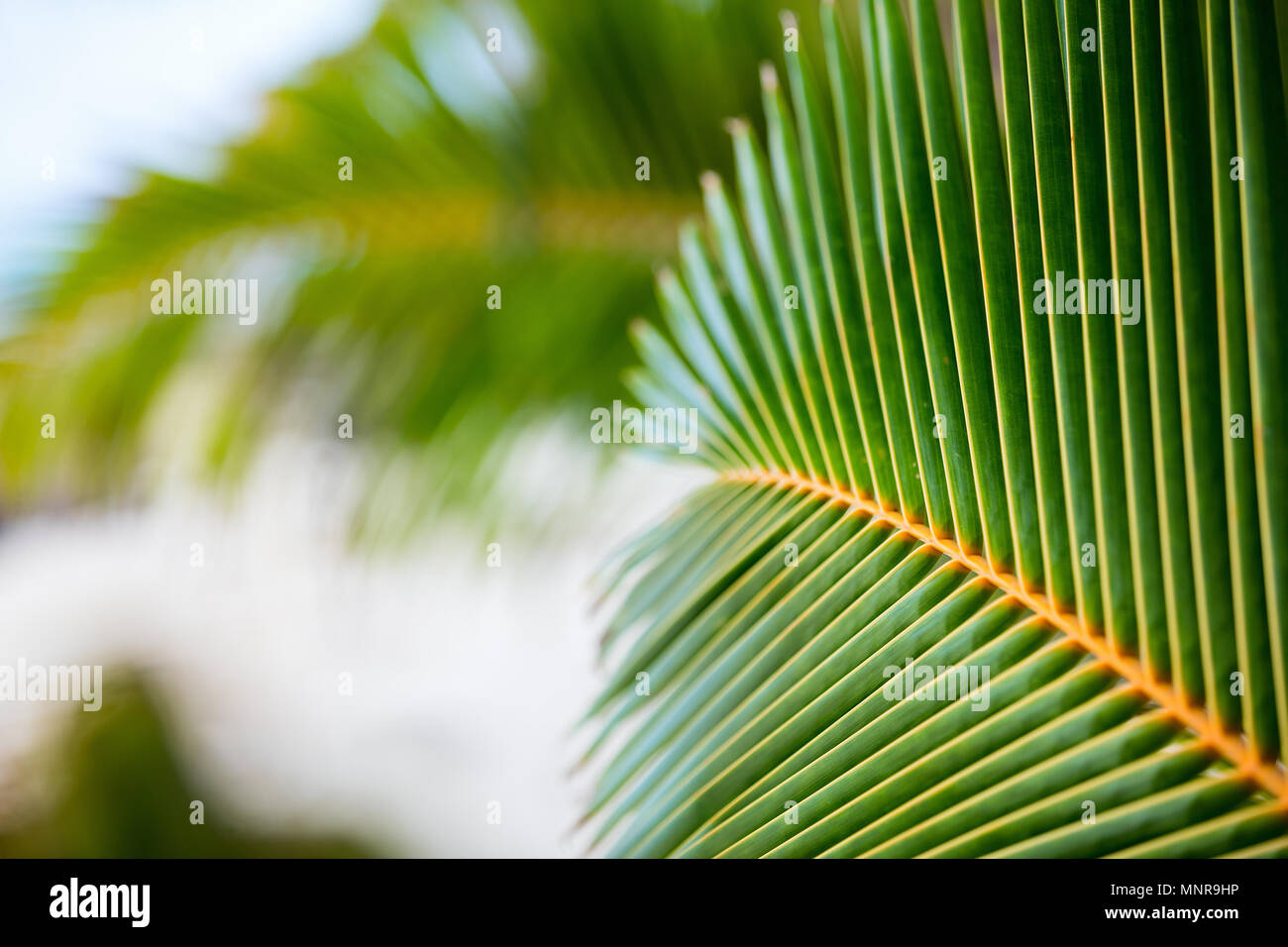Green palm tree leaves hi-res stock photography and images - Alamy