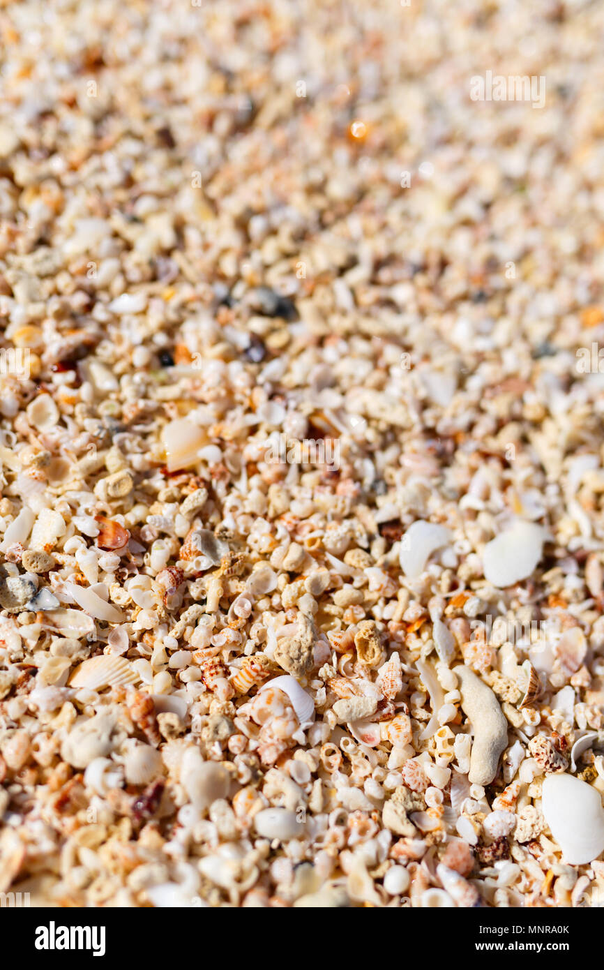 Different kinds of seashells on beach Stock Photo