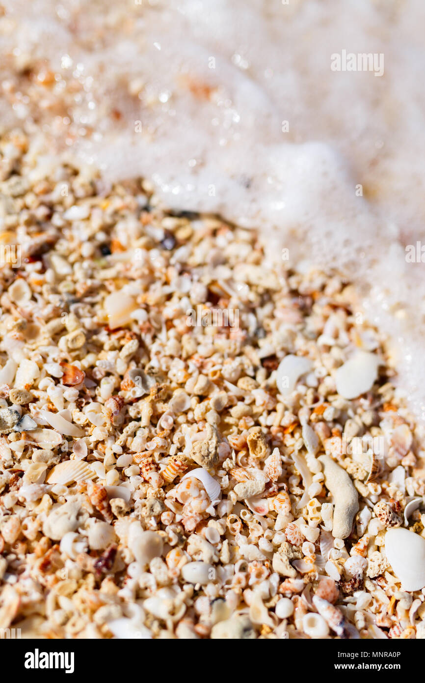 Different kinds of seashells on beach Stock Photo