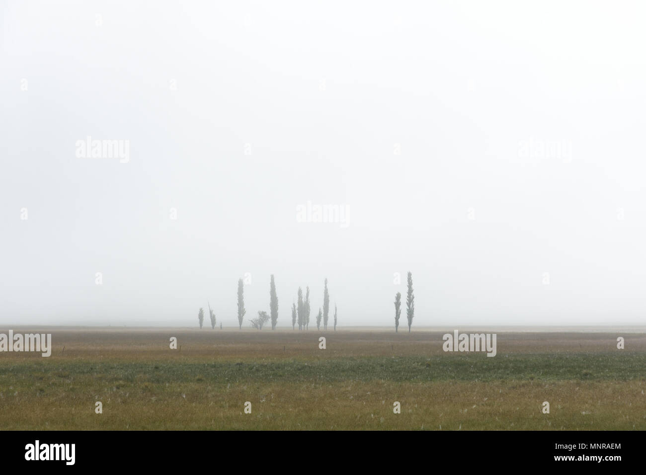 Foggy mist grasses hi-res stock photography and images - Alamy