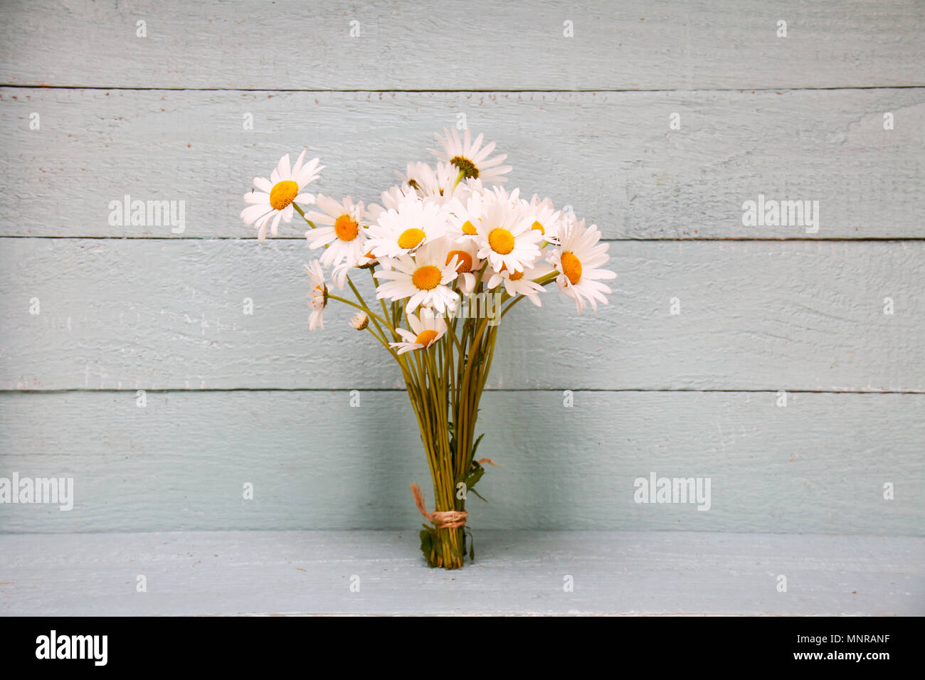 Bunch of Daisy flowers- healing plant Stock Photo