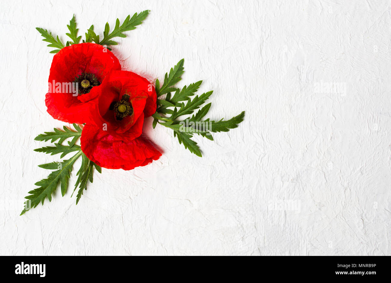 Poppy flowers arrangement on white background top view Stock Photo