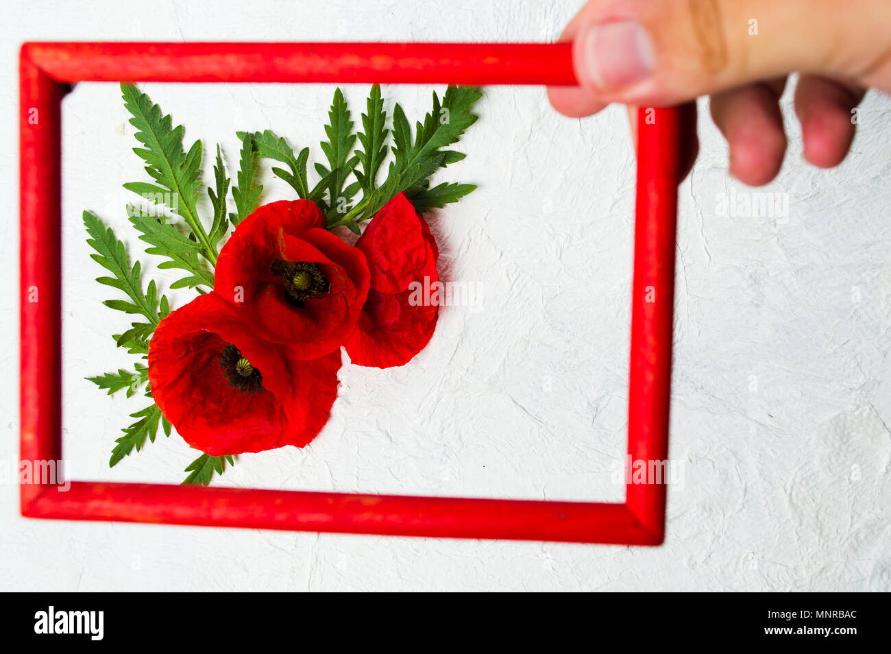 Hand holding photo frame above poppy flowers arrangement Stock Photo
