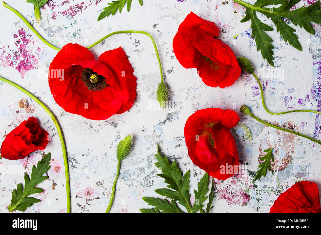 Poppy flowers arrangement on colored background top view Stock Photo