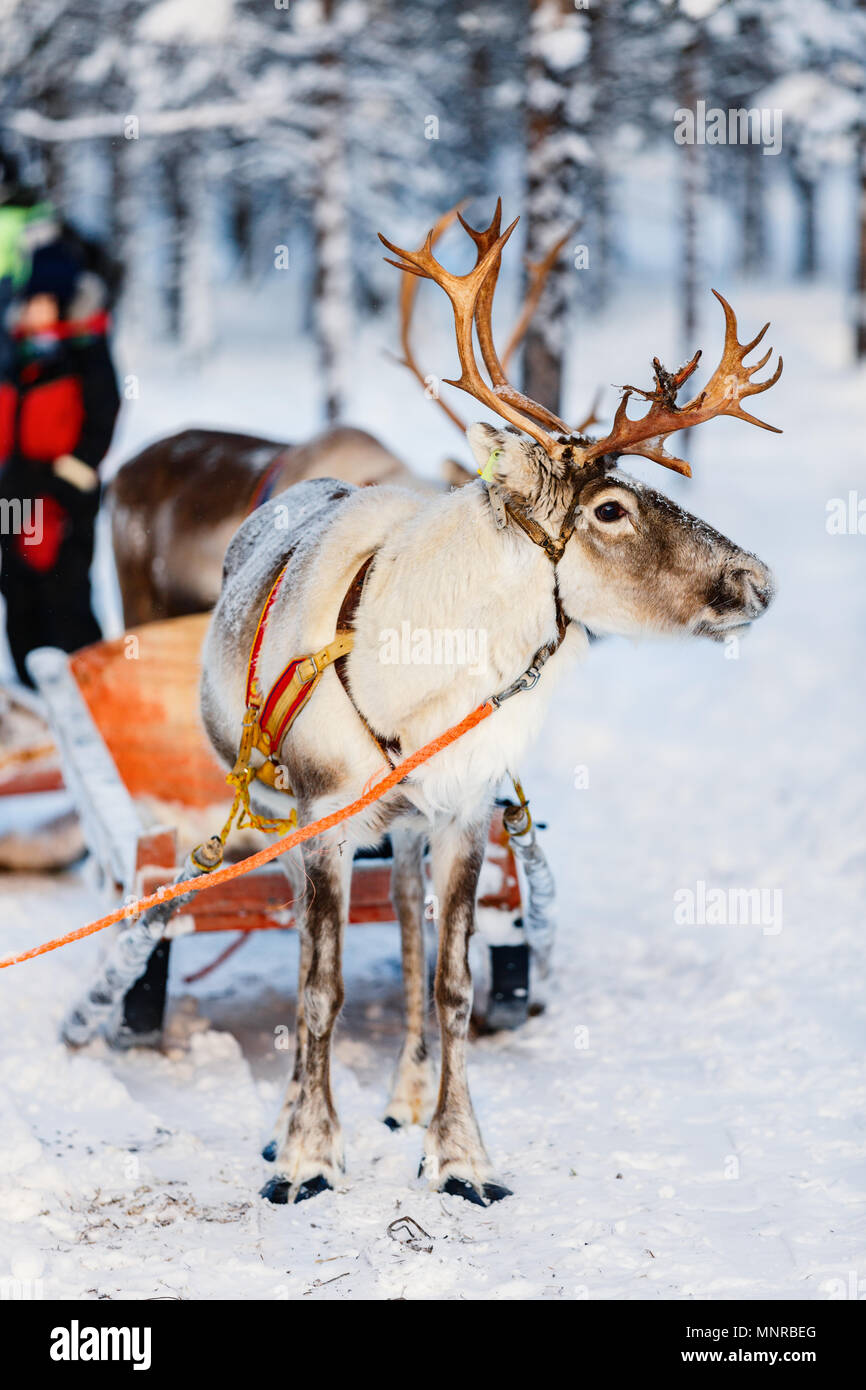 Reindeer in a winter forest in Finnish Lapland Stock Photo