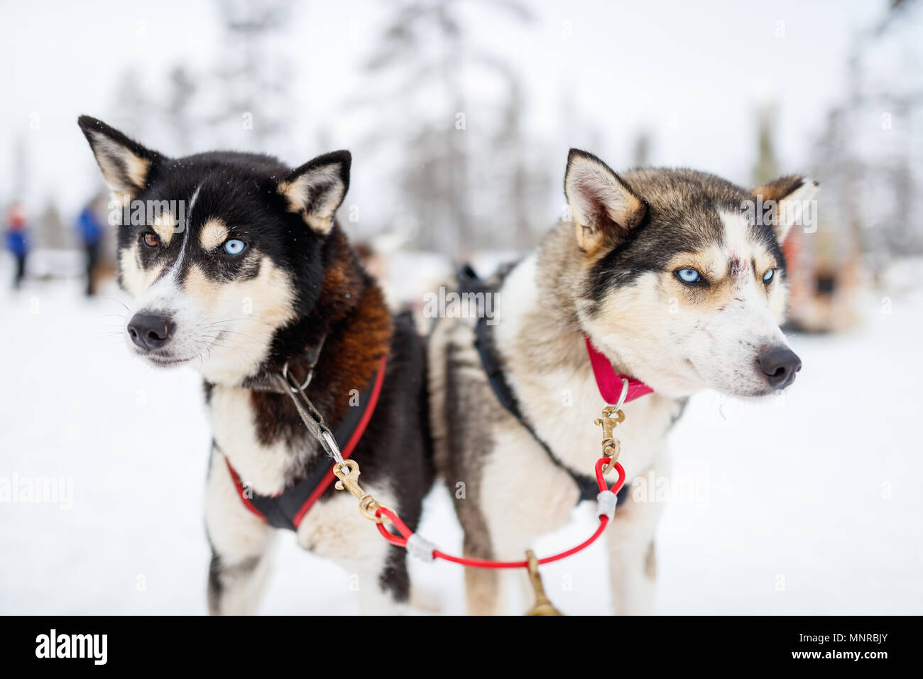 Sledding with husky dogs in Lapland Finland Stock Photo - Alamy
