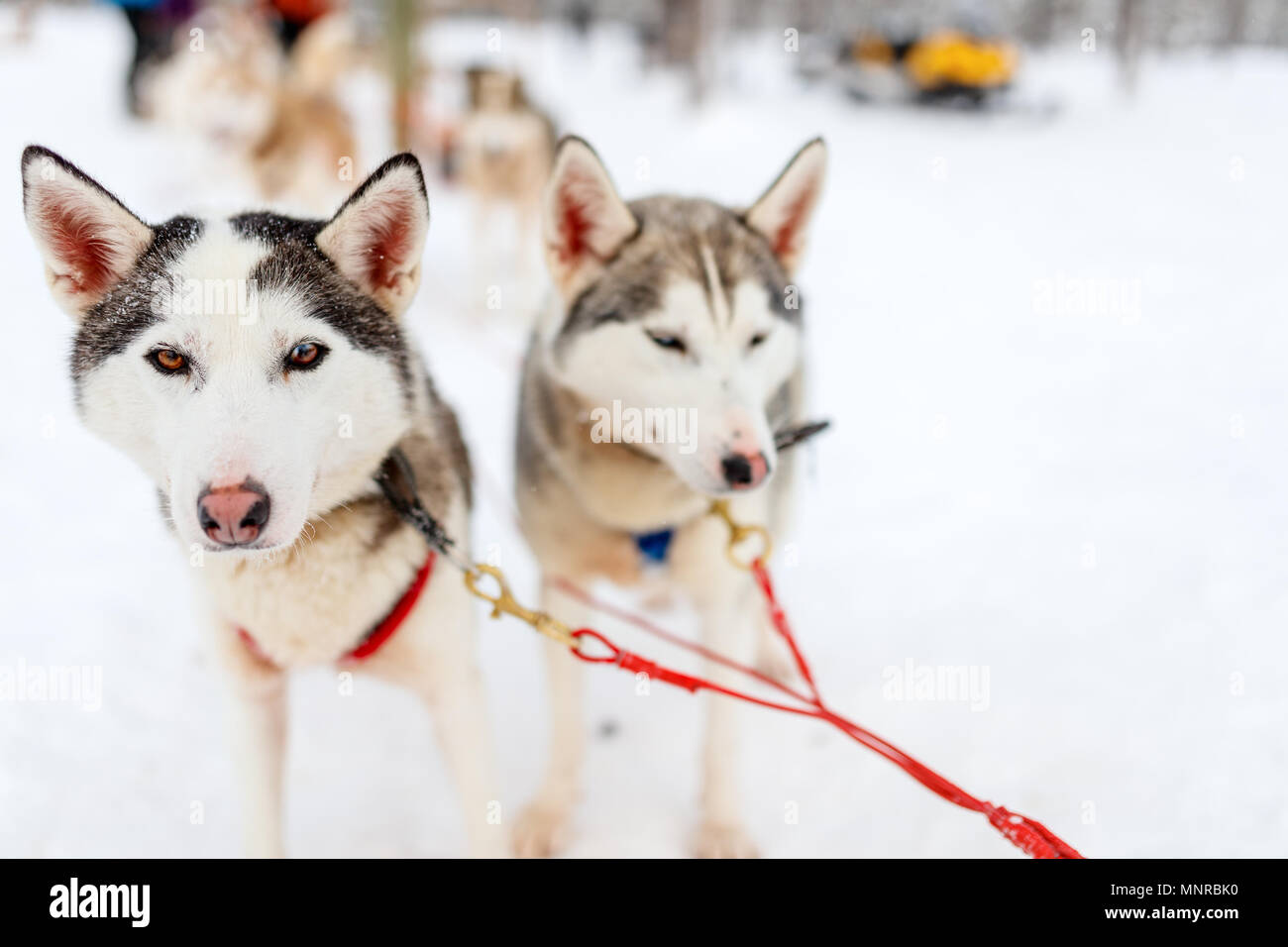 Sledding with husky dogs in Lapland Finland Stock Photo - Alamy