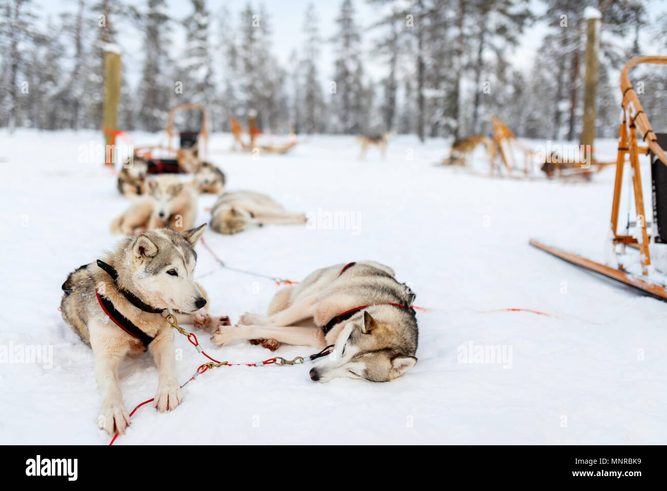 Sledding with husky dogs in Lapland Finland Stock Photo - Alamy