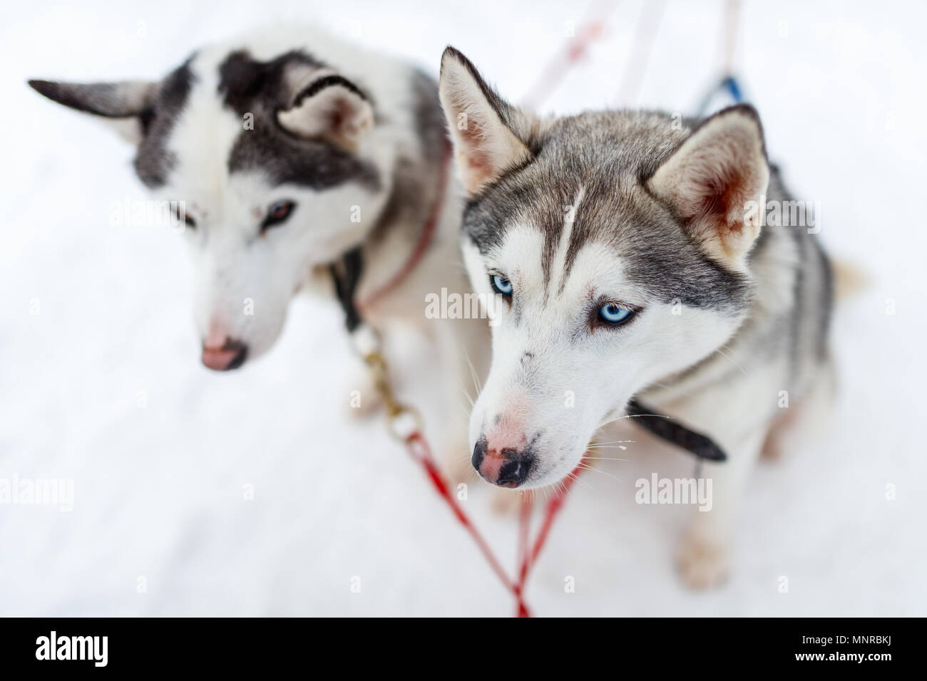 Sledding with husky dogs in Lapland Finland Stock Photo - Alamy