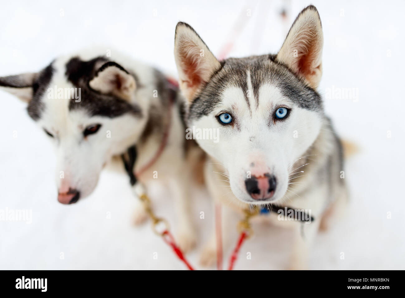 Sledding with husky dogs in Lapland Finland Stock Photo - Alamy