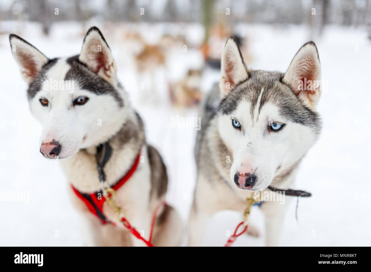 Sledding with husky dogs in Lapland Finland Stock Photo - Alamy