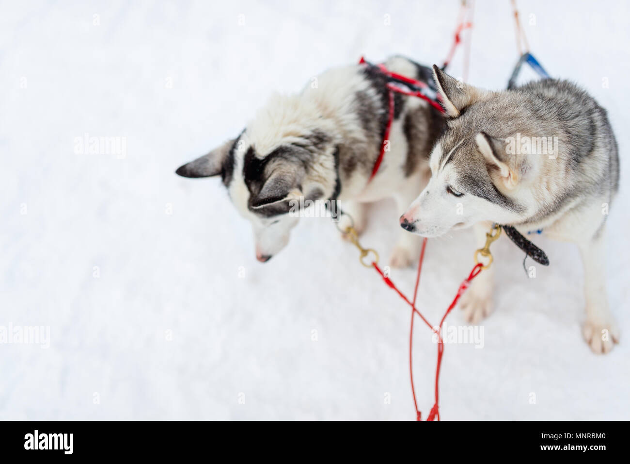 Sledding with husky dogs in Lapland Finland Stock Photo - Alamy
