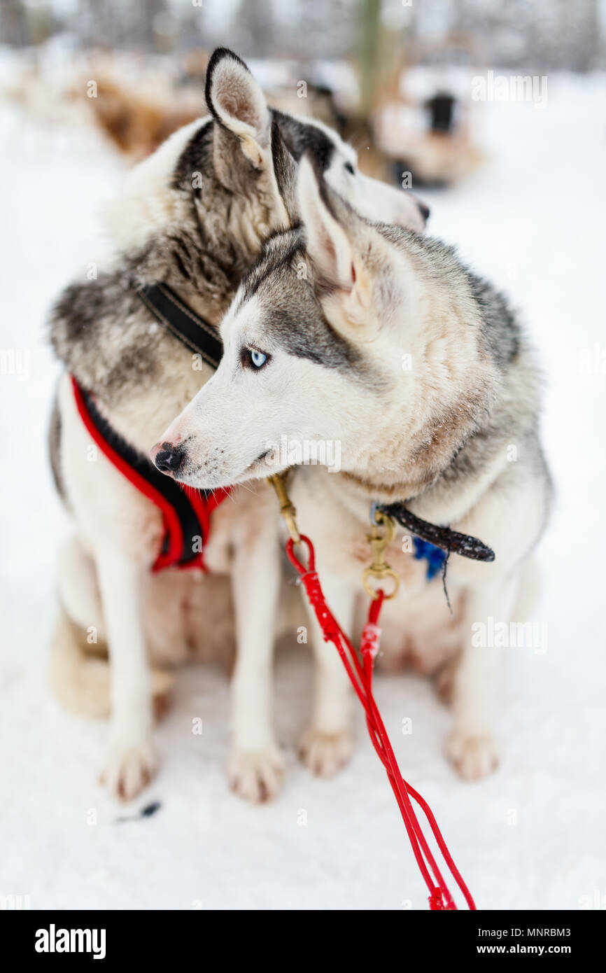 Sledding with husky dogs in Lapland Finland Stock Photo - Alamy