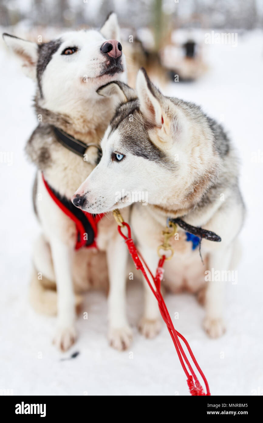 Sledding with husky dogs in Lapland Finland Stock Photo