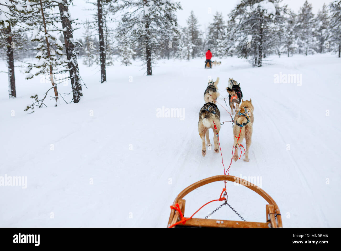 Sledding with husky dogs in Lapland Finland Stock Photo - Alamy