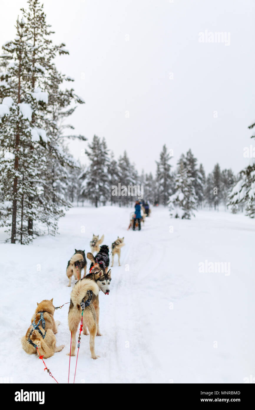 Sledding with husky dogs in Lapland Finland Stock Photo - Alamy