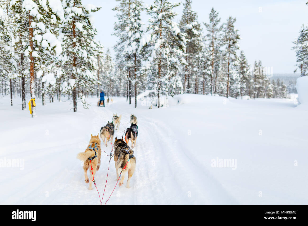 Sledding with husky dogs in Lapland Finland Stock Photo