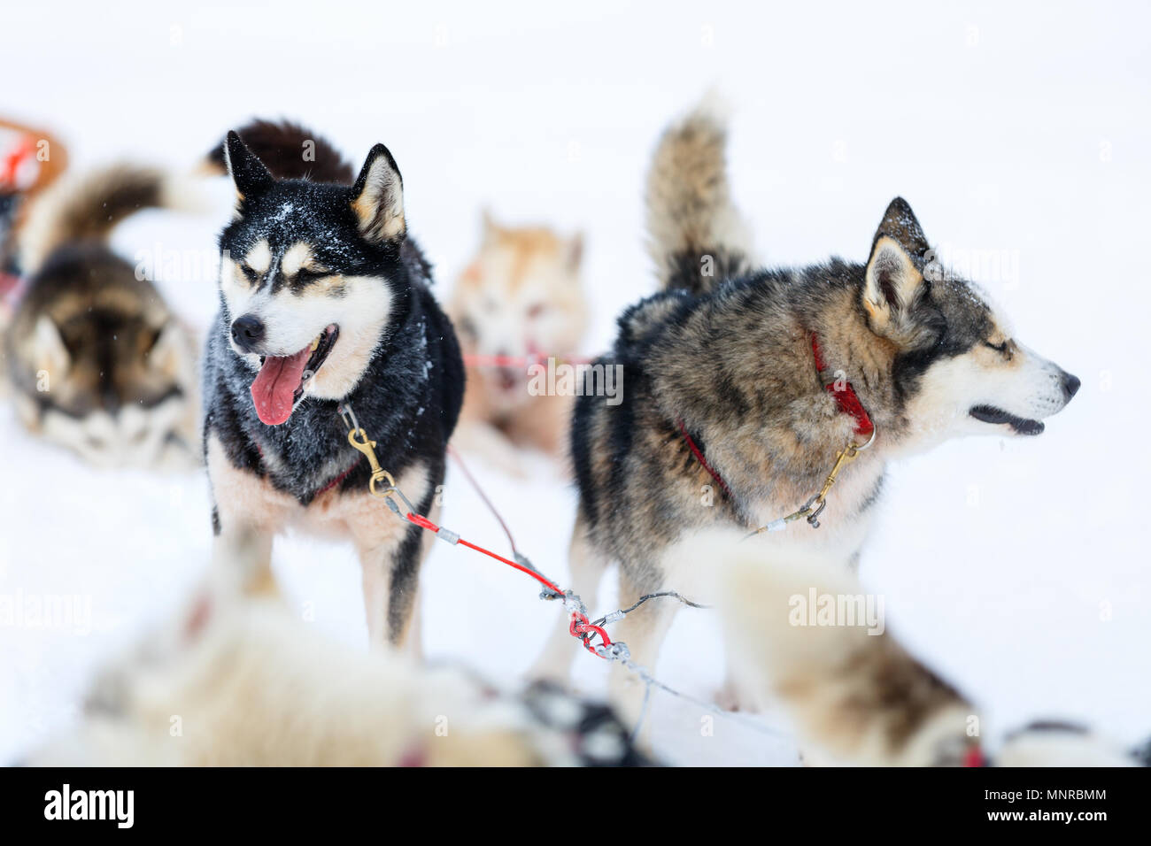 Sledding with husky dogs in Lapland Finland Stock Photo - Alamy