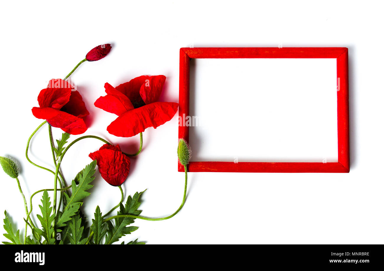 Poppy flowers and red wooden frame on white background Stock Photo