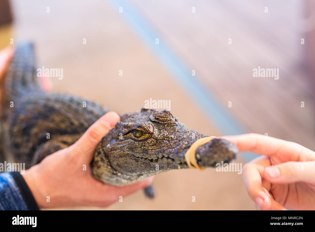 Child touching baby Nile crocodile while father holding it. Stock Photo