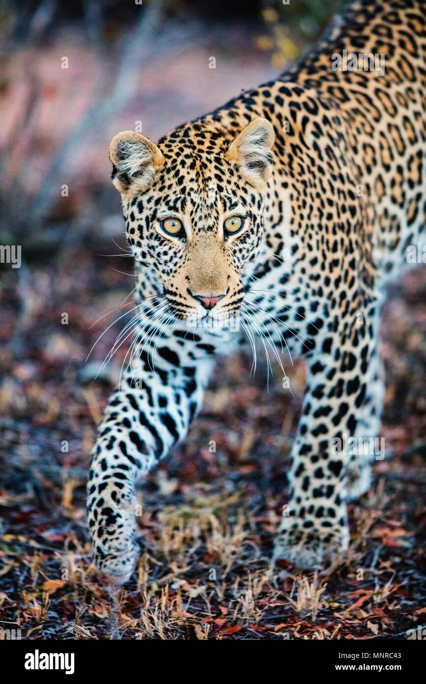 Young male leopard  in evening light in South Africa Stock Photo