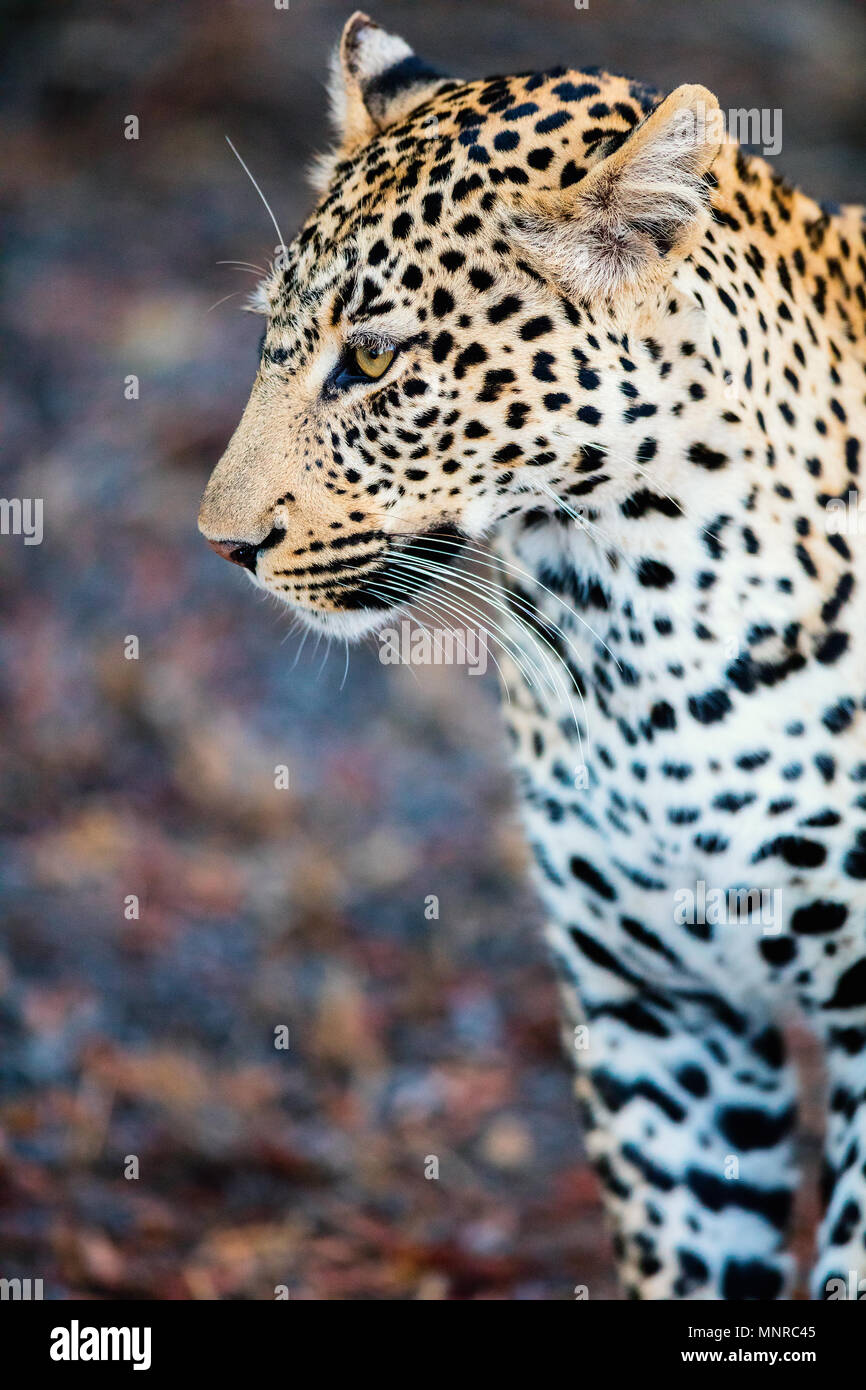 Young male leopard  in evening light in South Africa Stock Photo