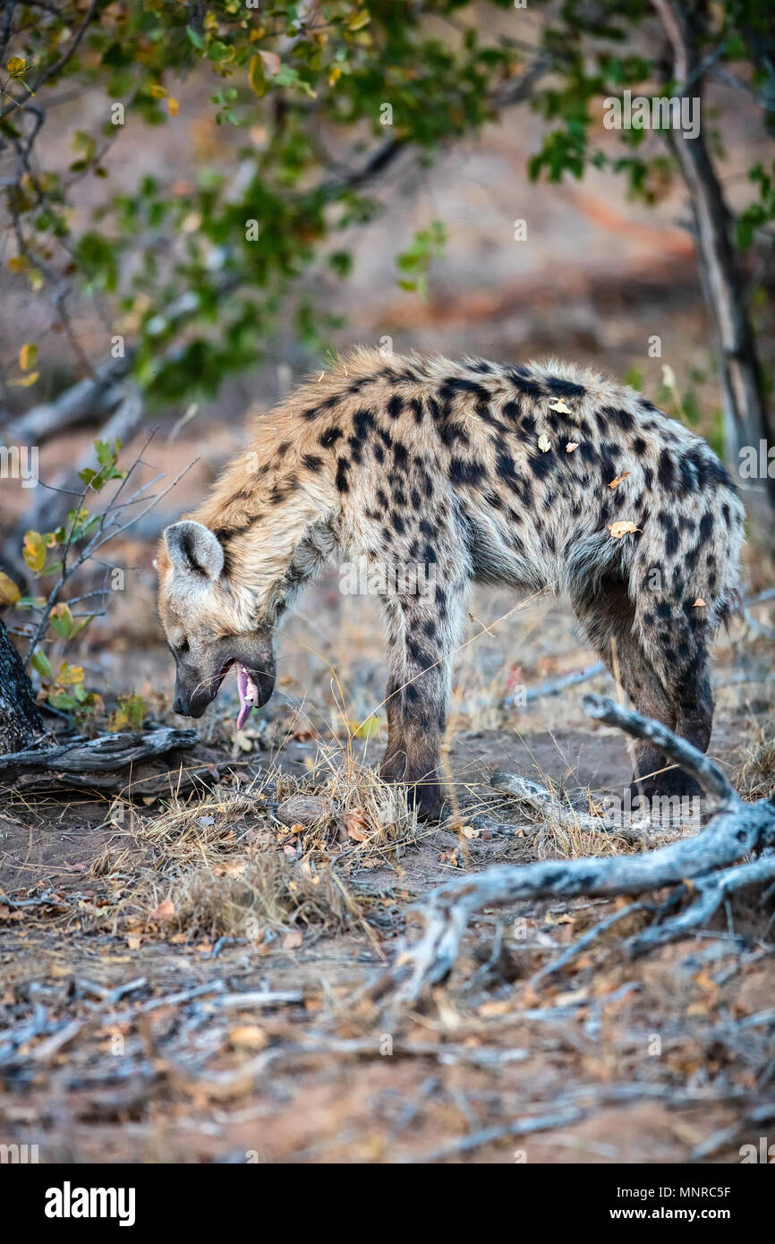 Hyena in safari park in South Africa Stock Photo