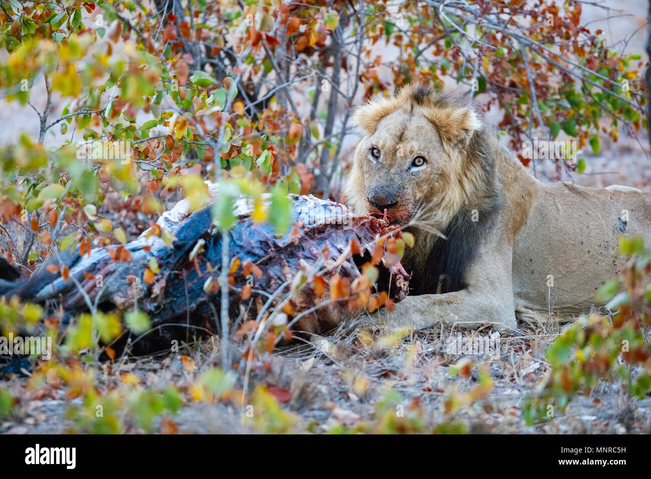 Male lion eating a buffalo carcass in safari park Stock Photo