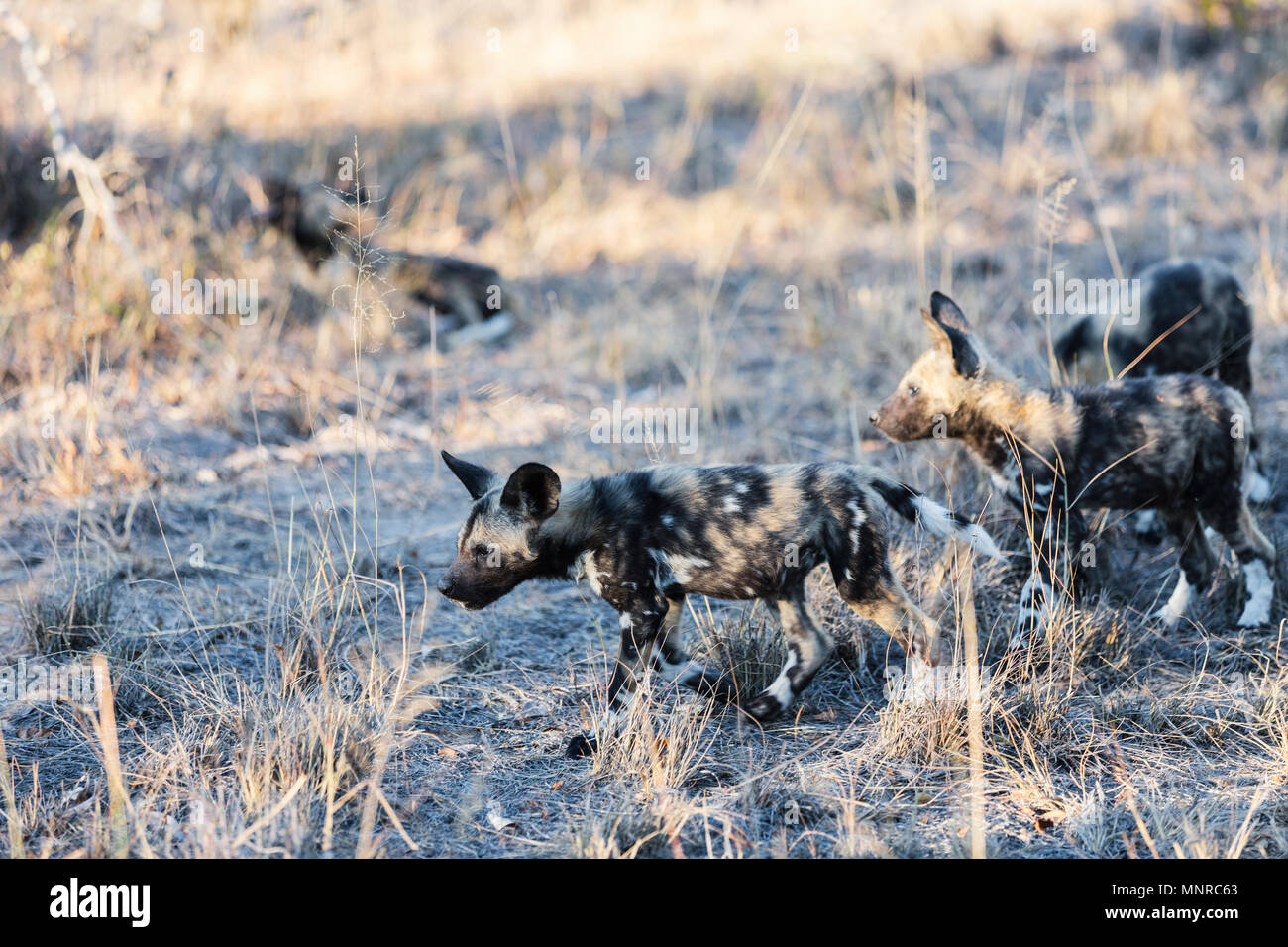 Endangered animals African wild dogs puppies in safari park in South Africa Stock Photo