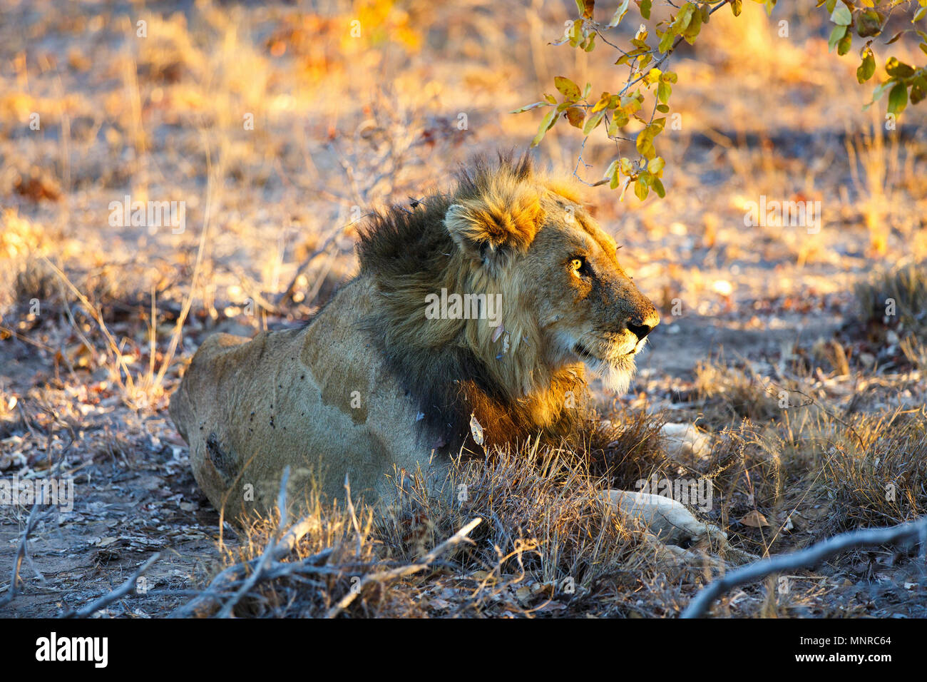Male lion lying in grass Stock Photo