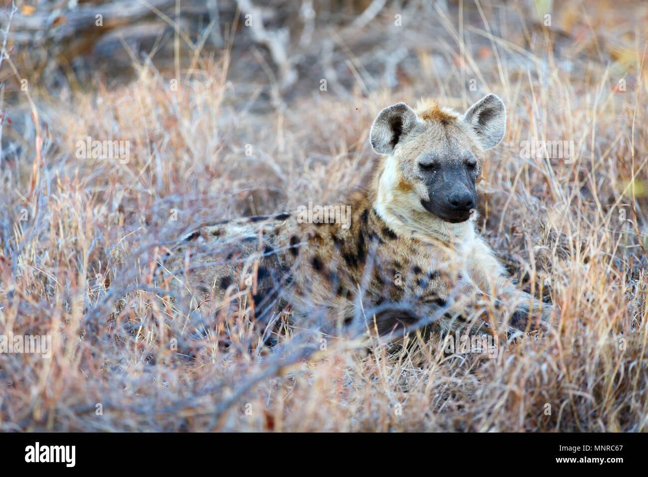 Hyena in safari park in South Africa Stock Photo