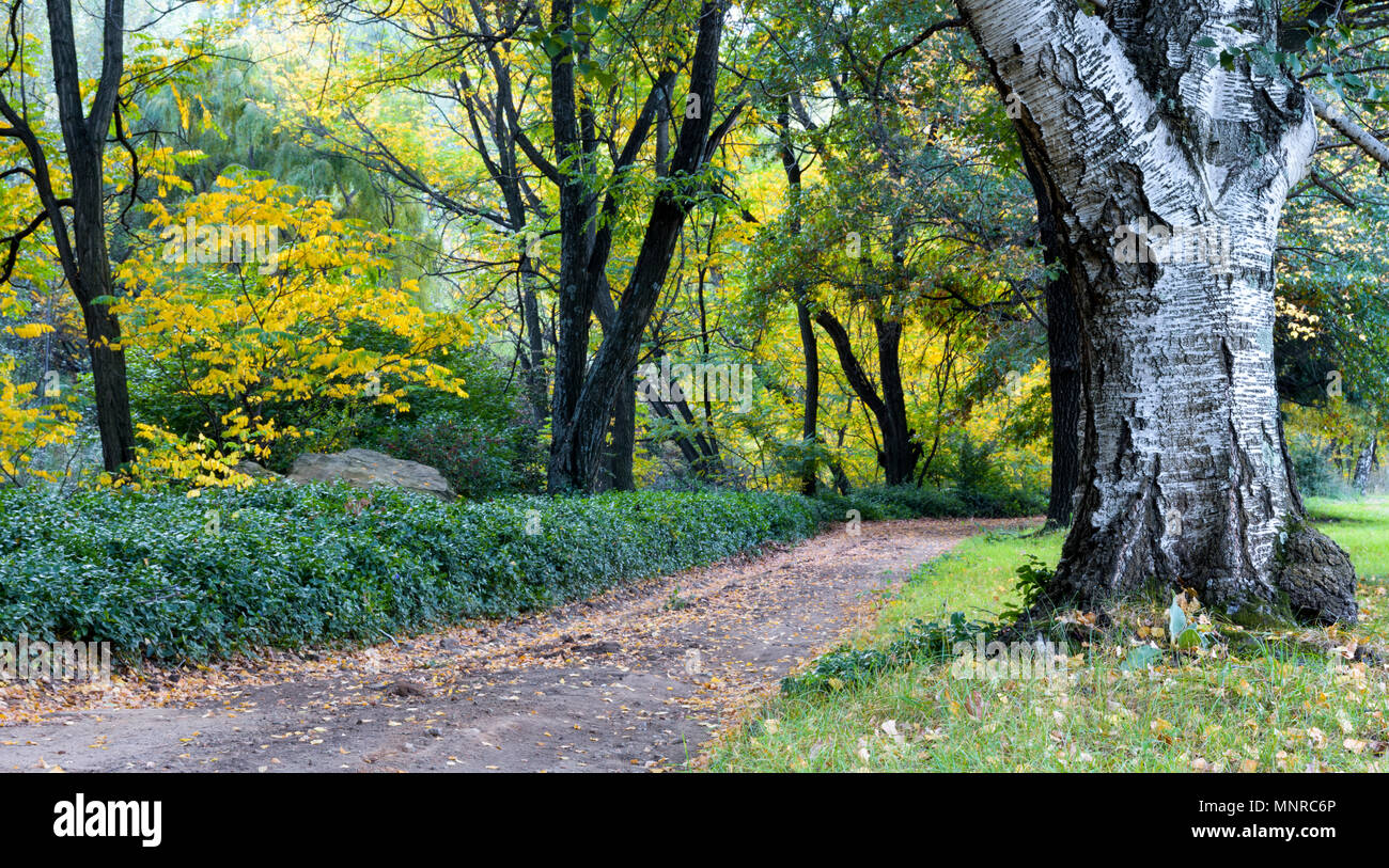 Track through trees and autumn leaves Stock Photo