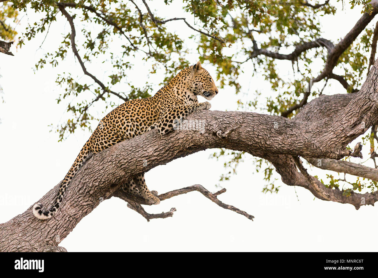 Beautiful male leopard on a tree in South Africa Stock Photo