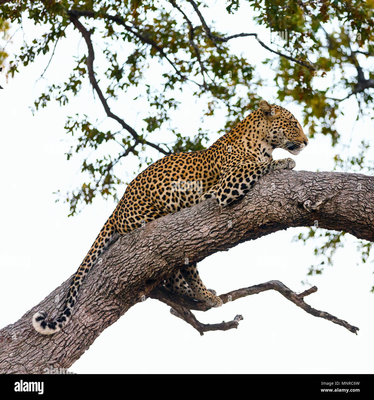 Beautiful male leopard on a tree in South Africa Stock Photo