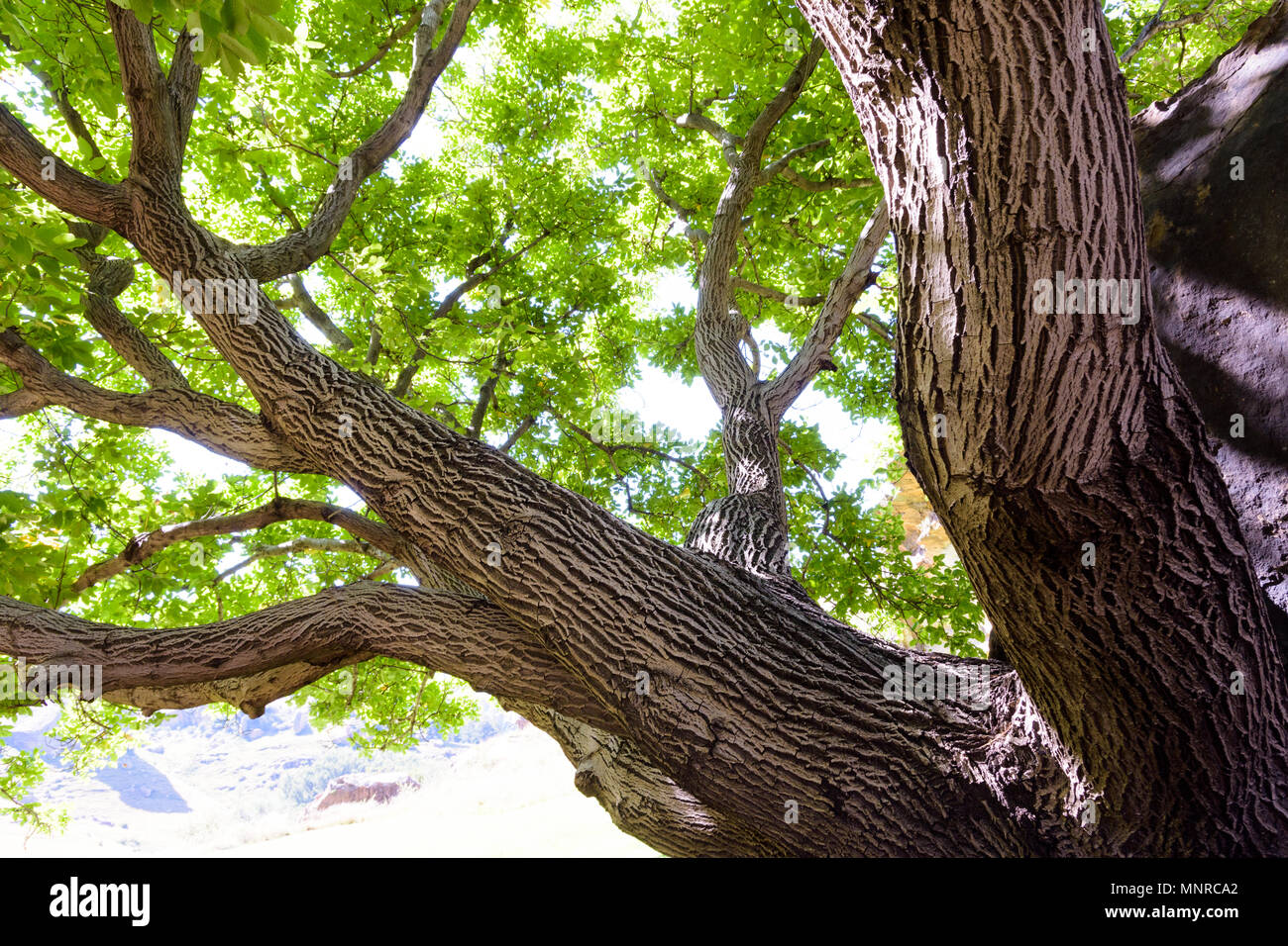 Oak Tree Close up Stock Photo Alamy oak-tree-close-up-stock-photo-alamy