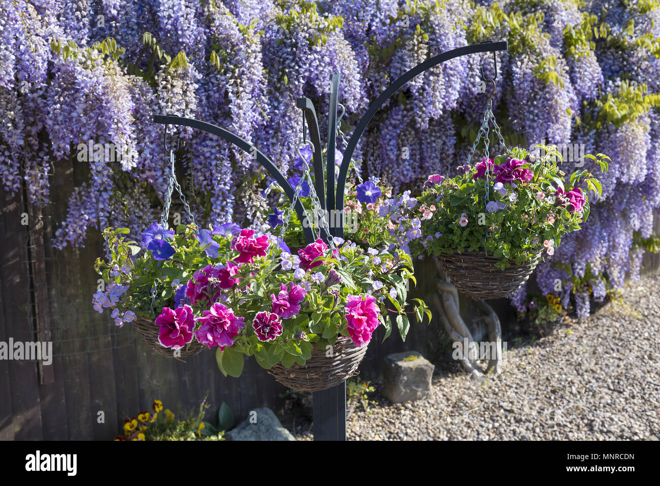 Spring hanging baskets with a backdrop of wisteria in full bloom Stock Photo